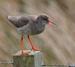Redshank