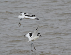 Avocets Courting