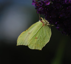 Brimstone