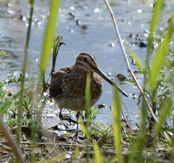 Common Snipe
