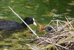 Coot Feeding Young