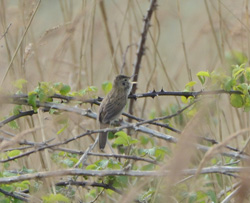 Grasshopper Warbler