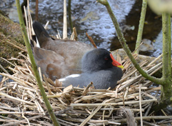 Moorhen on Nest
