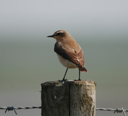 Wheatear