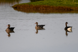 Russian White-fronted
Geese