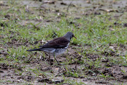 Fieldfare