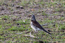Fieldfare