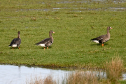 Russian White-fronted
Geese