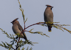 Waxwings