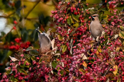 Waxwings