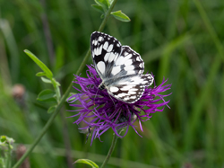 Marbled White