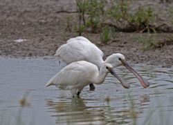 Spoonbills