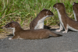 Stoat familys
