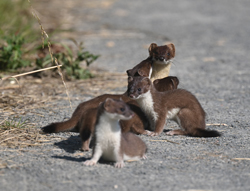 Stoat with kits