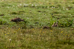 Stone Curlew and chicks
