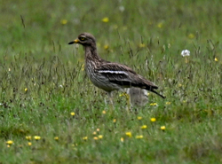 Stone Curlew
