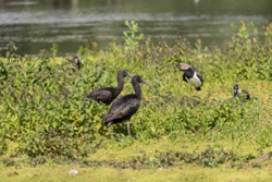 Glossy Ibis