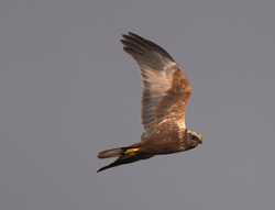 Marsh Harrier