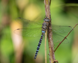 Migrant Hawker