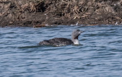 Red-throated Diver