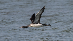 Red-throated Diver