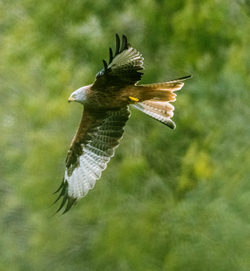 Red Kite flying