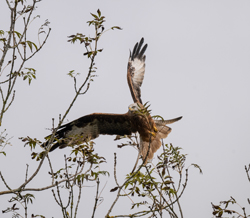 Red Kite taking off