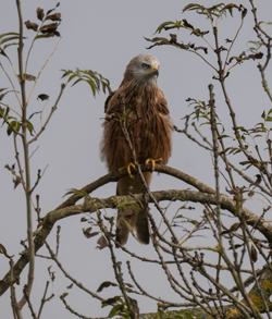 Red Kite