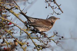Fieldfare