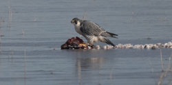 Peregrine Falcon