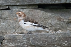 Snow Bunting