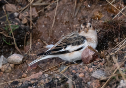 Snow Bunting