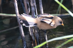 Bearded Tit