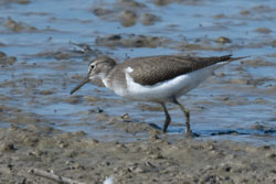 Common Sandpiper