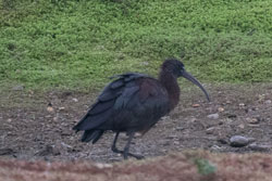 Glossy Ibis