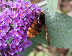 Hornet Plumehorn Hoverfly