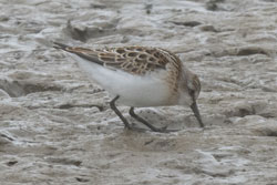 Little Stint