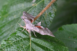 Poplar Hawk-moth