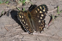 Speckled Wood