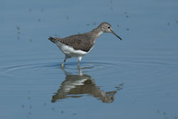 Wood Sandpiper