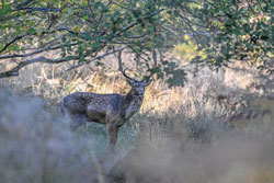 Fallow Deer