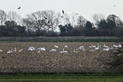 Whooper Swans