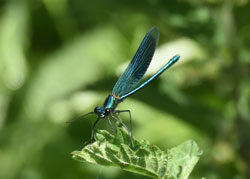 Beautiful Demoiselle