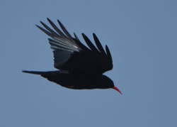 Chough