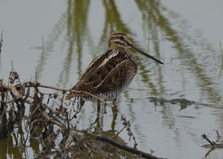 Common Snipe