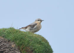 Juvenile Wheatear on Ramsey