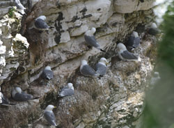 Kittiwakes at Bempton