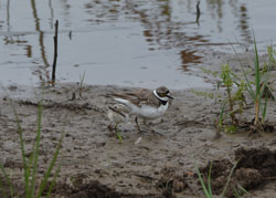 Little Ringed Plover and chick