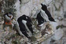 Puffin and Razorbills