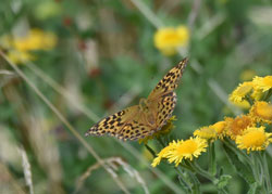 Silver washed Fritillary